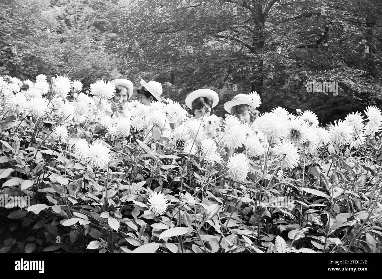 Dahlia exhibition flower hill hires stock photography and images Alamy