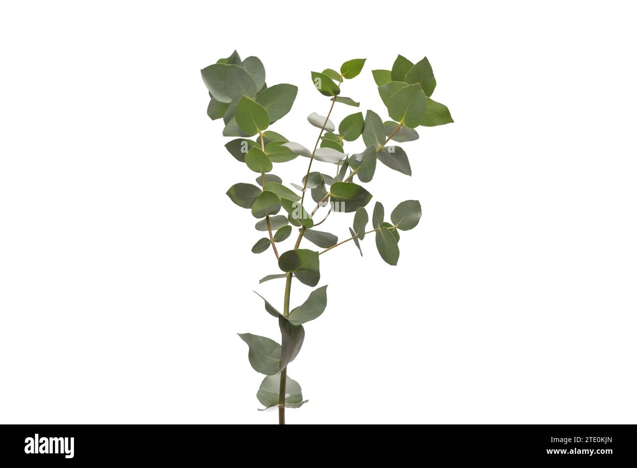 Fresh eucalyptus sprig isolated on a white background. Stock Photo
