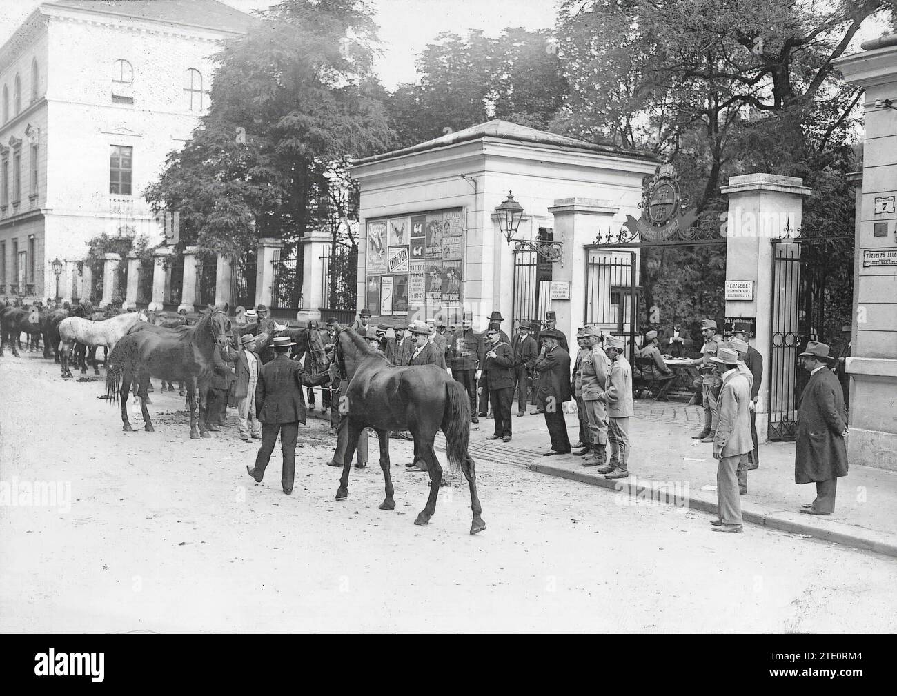 08/31/1914. The War in Austria-Hungary. Military and Government Commissions Requisitioning the Horses They Find for War. Photo: Ramón Parrondo y Pérez. Credit: Album / Archivo ABC / Parrondo Stock Photo
