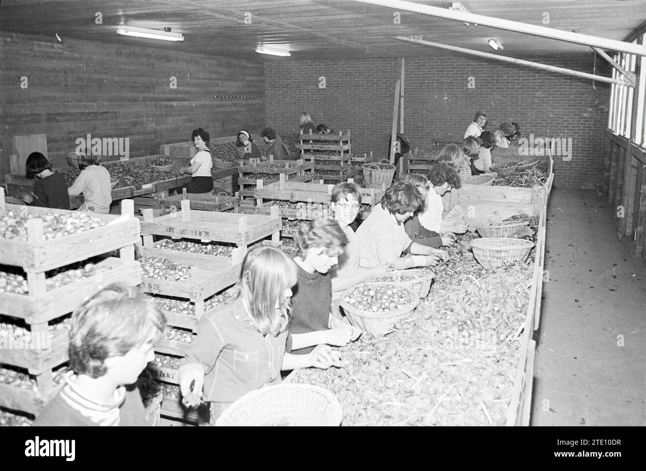 Bollenpellen hires stock photography and images Alamy