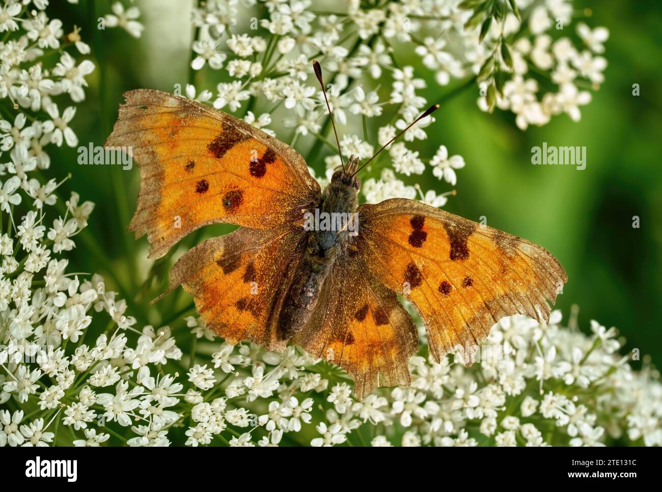 Comma butterfly (Polygonia c-album) dorsal view on small white flowers Stock Photo