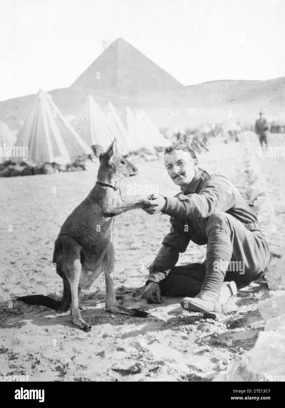 North Africa, year 1915. Originalities of the British army. The kangaroo, mascot belonging to one of the Australian regiments. Credit: Album / Archivo ABC / Parrondo Stock Photo