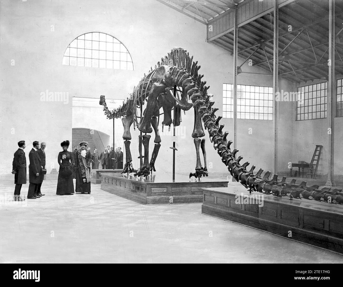 Madrid, 12/02/1913. At the Museum of Natural History. HM Queen María Cristina (x), accompanied by HH Infanta Beatriz, inaugurated the exhibition of the reproduction of the skeleton of Diplodocus Carnegii, a replica of the skeleton known as Dippy, which is located at the Carnegie Museum of Natural History in Pittsburgh. Credit: Album / Archivo ABC / Julio Duque Stock Photo