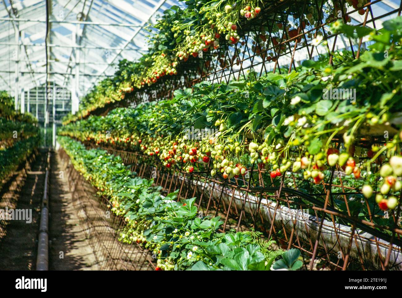 Intensive fruit farming strawberries inside greenhouse, Guernsey, Channel Island, Great Britain, June 1974 Stock Photo