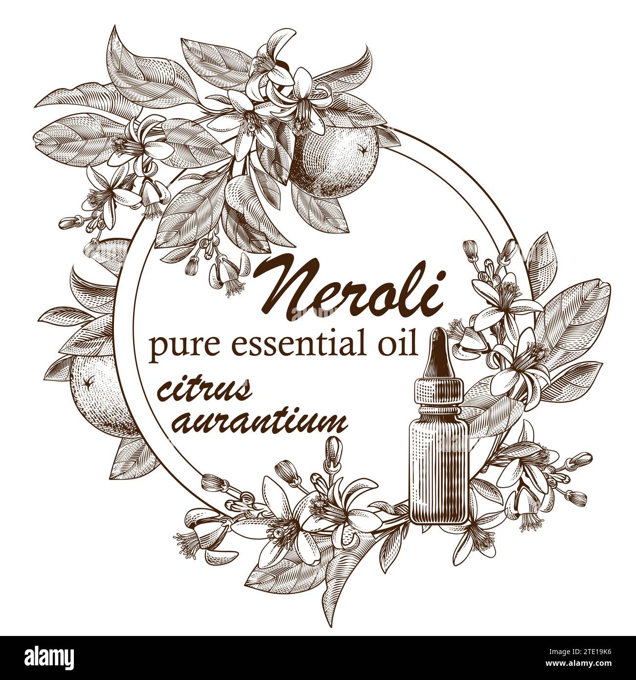 Engraved essential oil with orange fruits, leaves and blooming flowers. Hand drawn of glass dropper bottle with citrus aurantium. Label for cosmetics, medicine, treating, aromatherapy, package design. Stock Vector