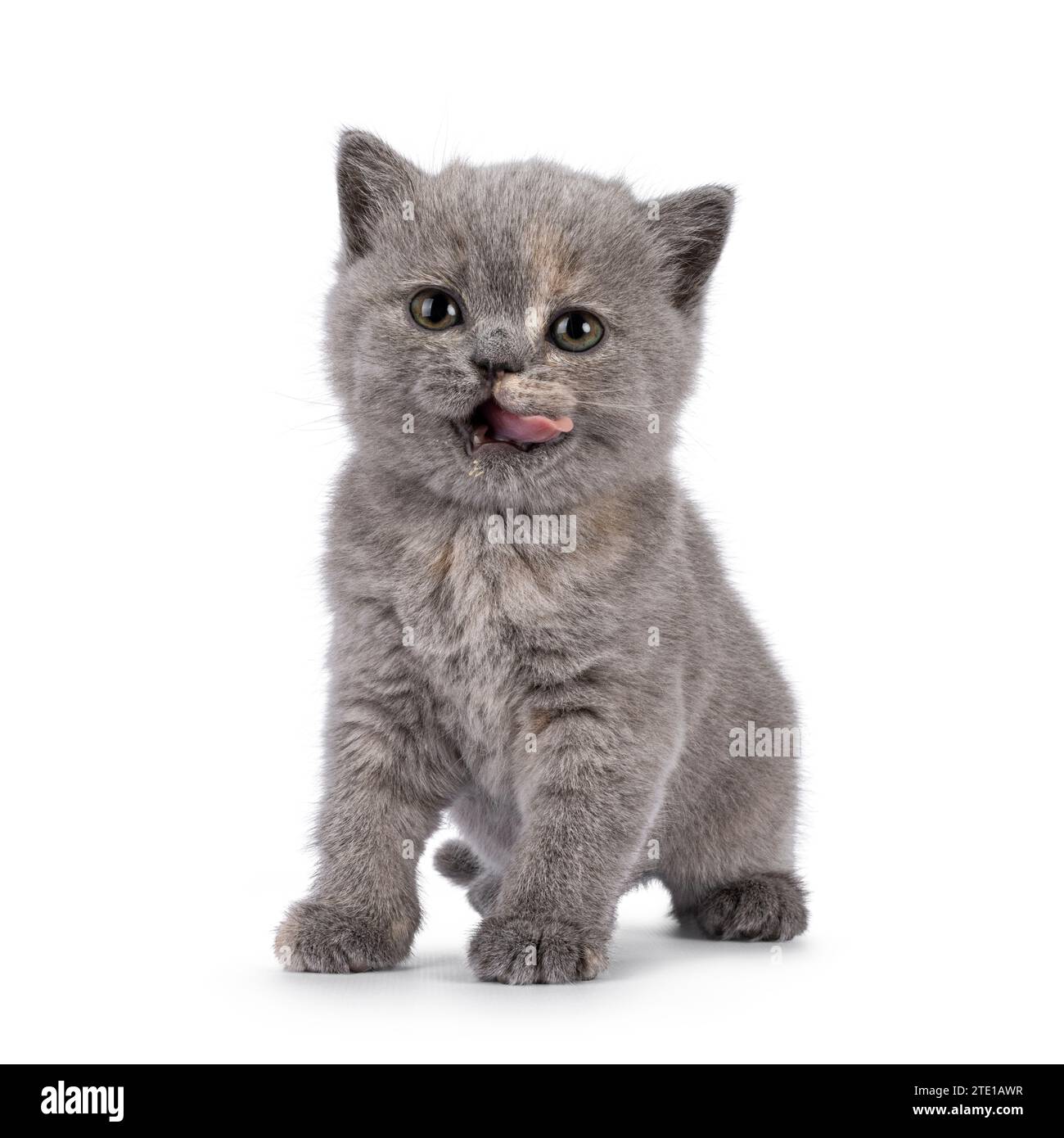 Cute tortie British Shorthair cat kitten, licking liguid food from face