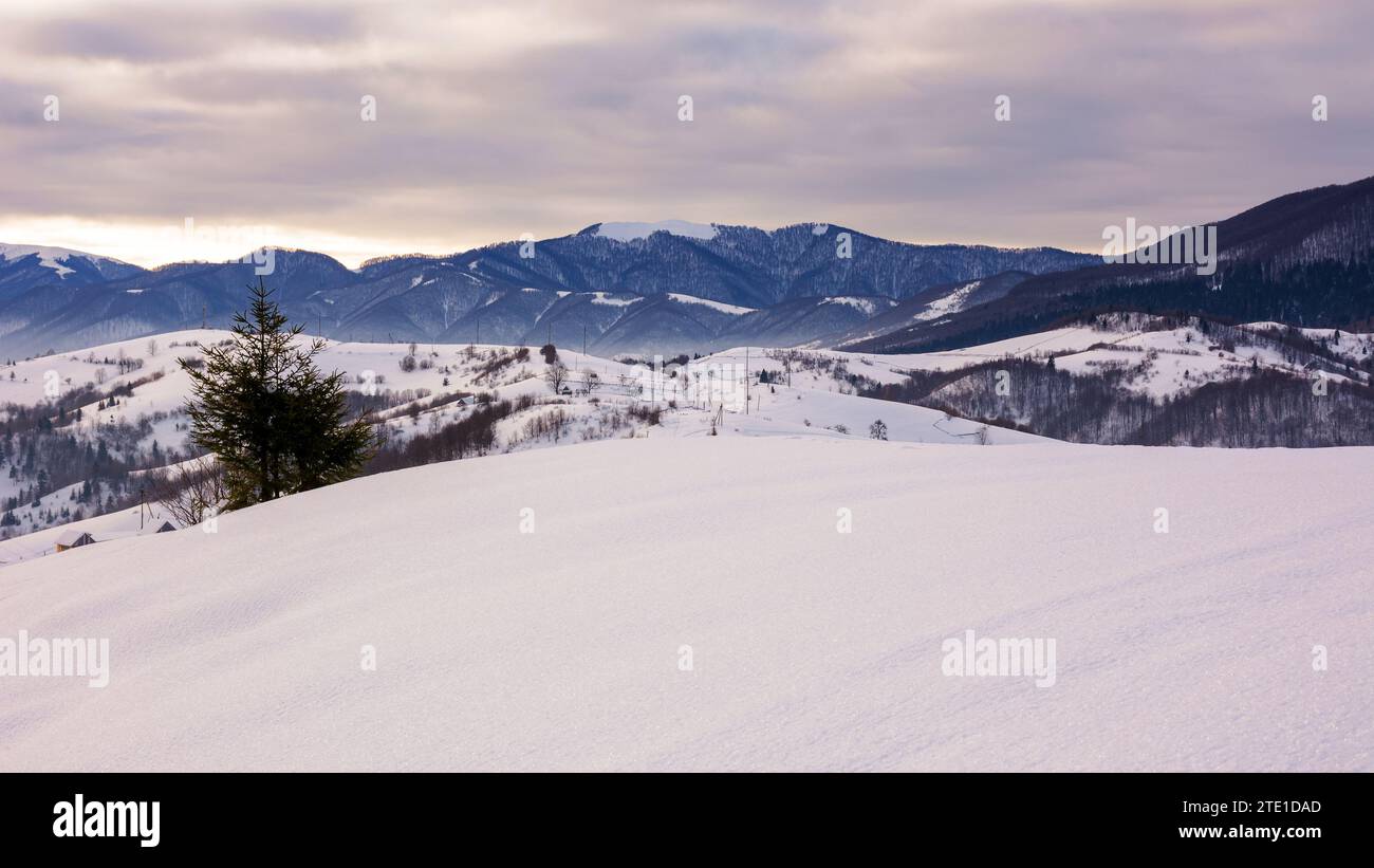 mountainous carpathian countryside winter landscape in morning light. rural scenery with snow covered rolling hills and leafless forest in the distanc Stock Photo