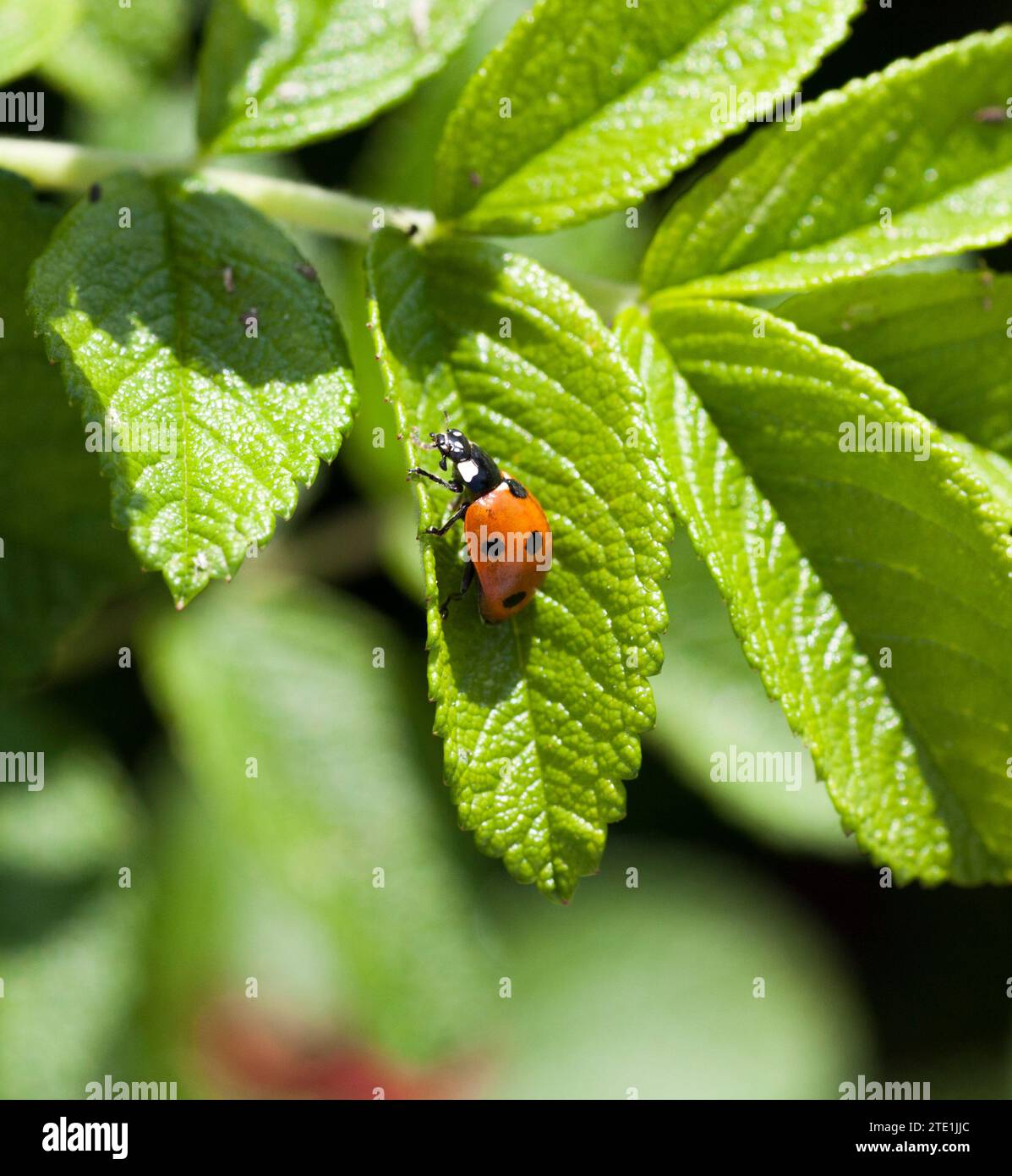 LADYBUG Coccinellidae on leaf to bush with a lot of aphids Stock Photo