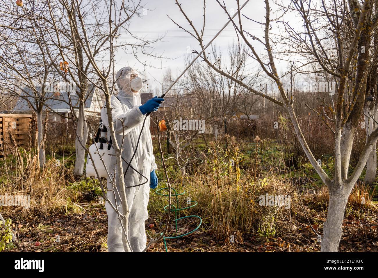 Applying Insecticide Using chemicals in the garden orchard gardener applying an insecticide ...