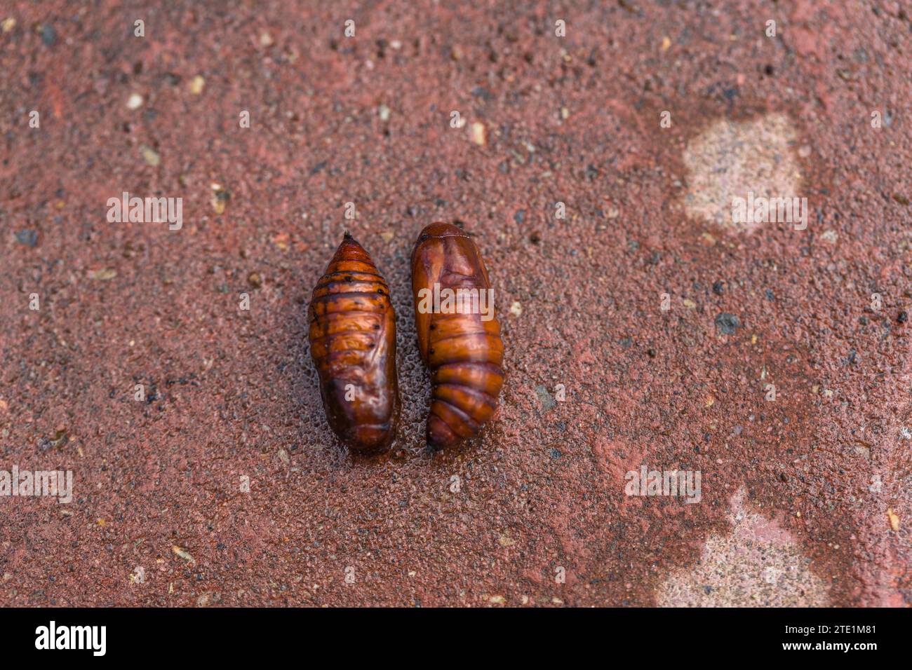 Moth cocoon hi res stock photography and images Page 32 Alamy