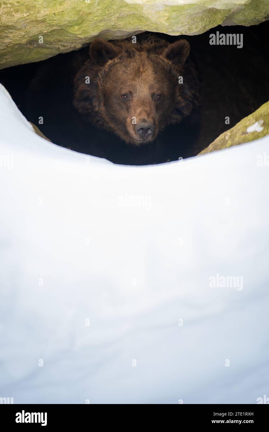 Hibernation bear den hi-res stock photography and images - Alamy, image size:866x1390