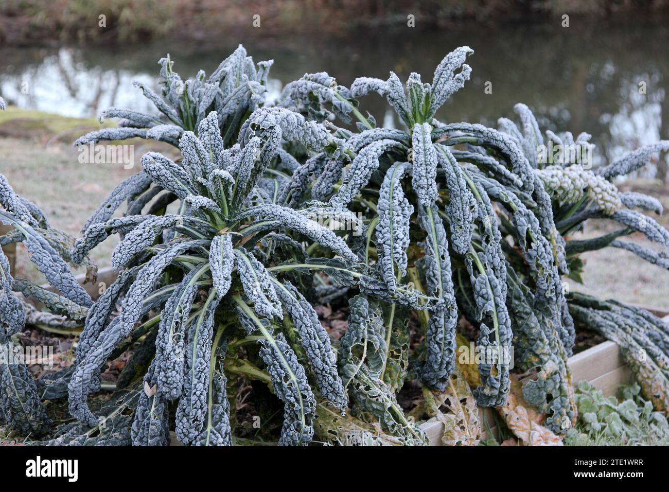 Cavolo Nero cabbage Stock Photo