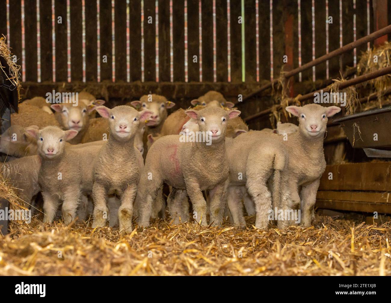 Preston lancashire uk 20th dec 2023 poll dorset ewes with lambs on