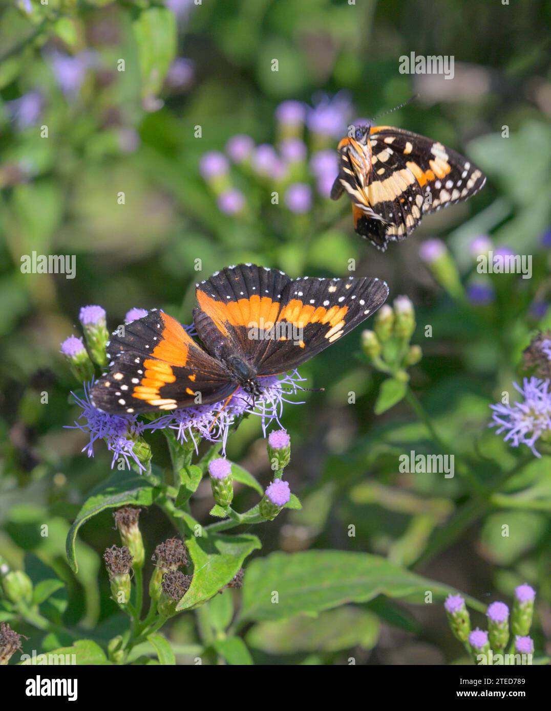 Bordered patch butterflies (Chlosyne lacinia), female (larger) and male (smaller) courtship on blue mistflowers (Conoclinium coelestinum), National Bu Stock Photo