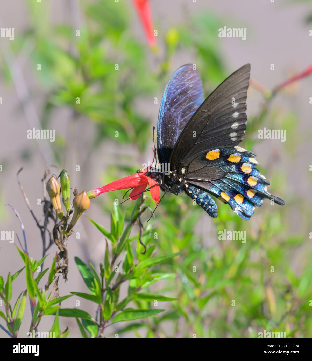 Pipevine Swallowtail (Battus philenor) feeding from red flower, hoveringn on the wings, National Butterfly Center, Mission, Texas, USA. Stock Photo