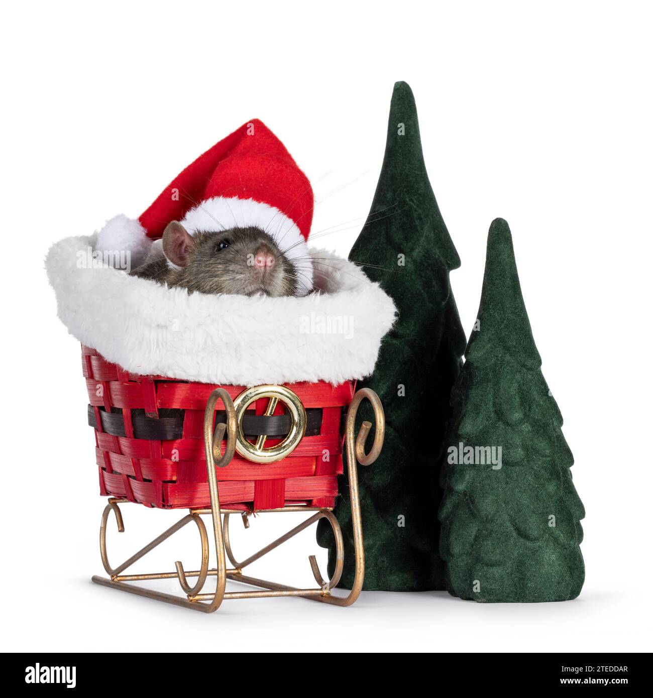Cute tame rat, sitting in sleigh wearing santa hat. Winter scene with fake trees. Isolated on a white background. Stock Photo