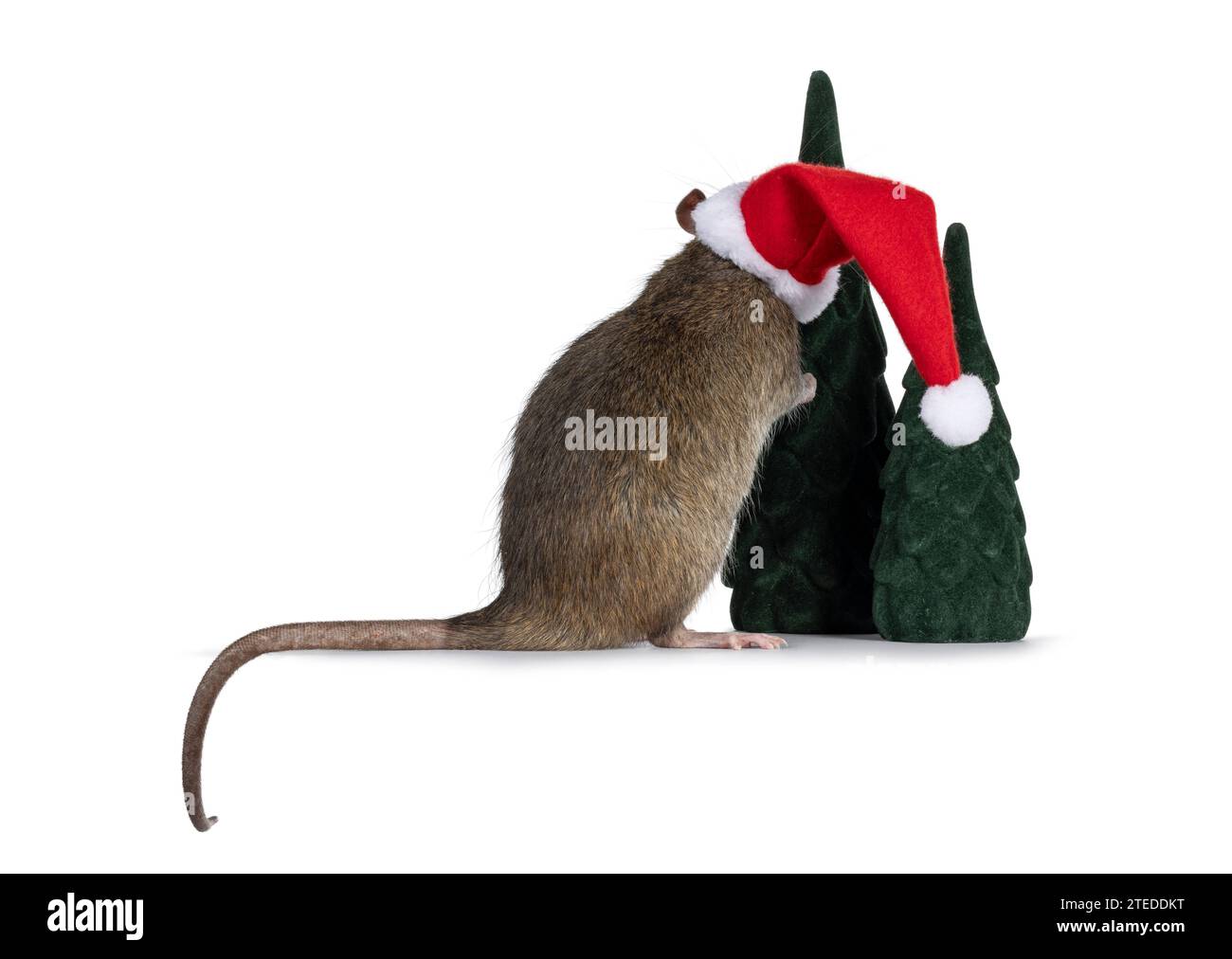 Cute tame rat, standing backwards up against fake trees wearing santa hat. Isolated on a white background. Stock Photo