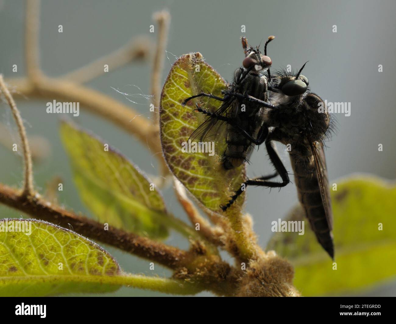 Robber fly with prey Stock Photo - Alamy