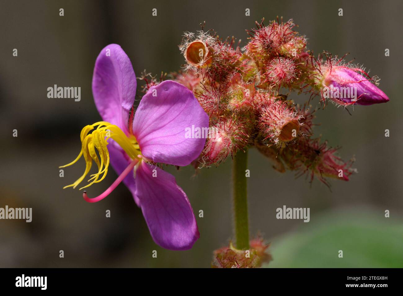 Osbeckia stellata flowers, leaves and buds Stock Photo