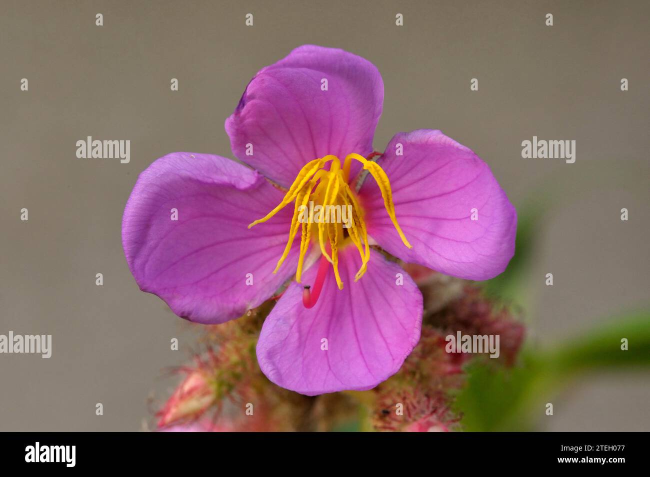 Osbeckia stellata flowers, leaves and buds Stock Photo