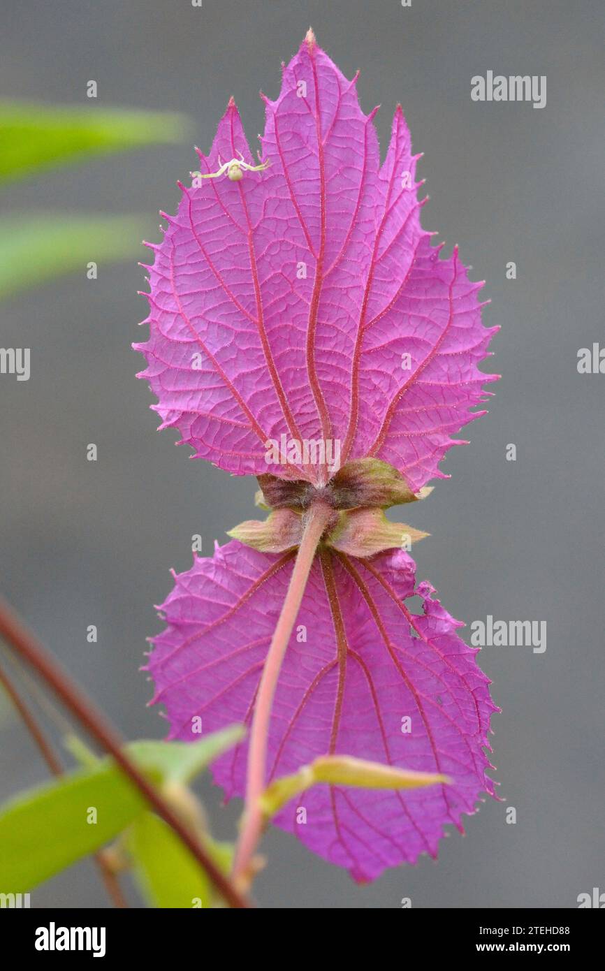 Dalechampia aristolochiifolia flower from the back Stock Photo
