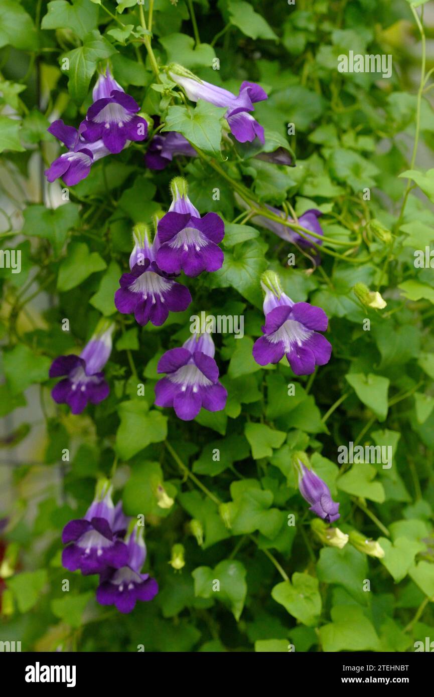 Asarina scandens flowers Stock Photo