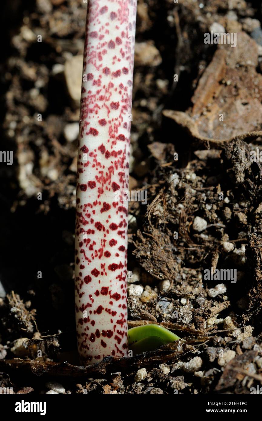 Haemanthus coccineus flower stem close up Stock Photo