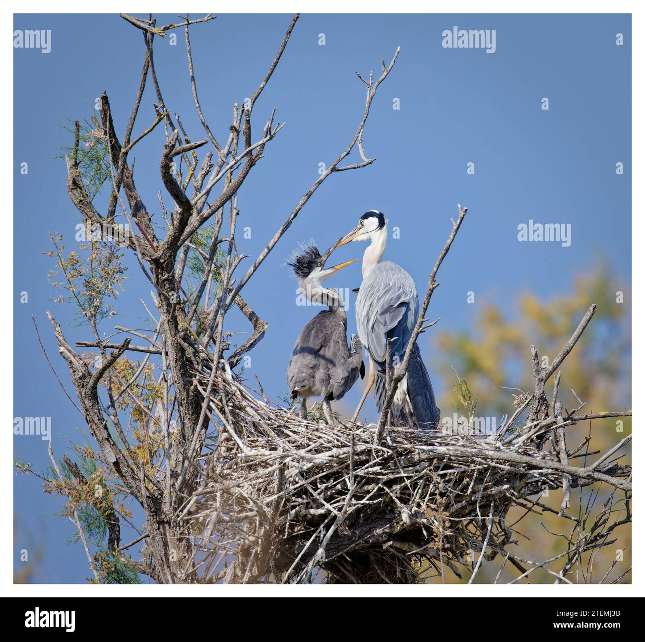Nesting grey herons in treetop, Pont De Gau, France Stock Photo