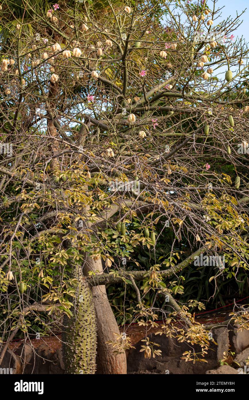 Commercially important Kapok Tree, Ceiba pentandra, plant and flowers Stock Photo Alamy