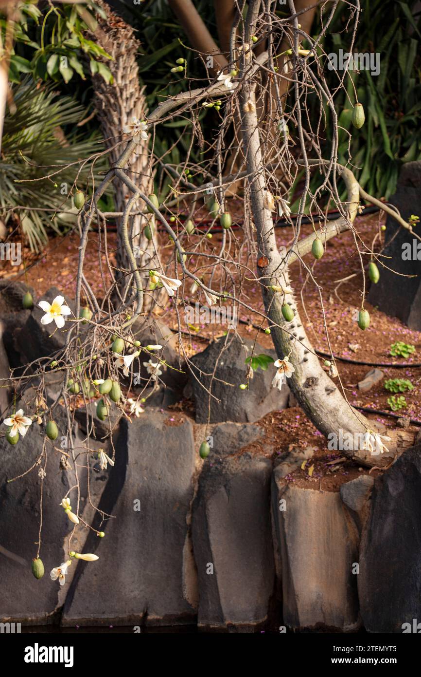 Commercially important Kapok Tree, Ceiba pentandra, plant and flowers Stock Photo Alamy