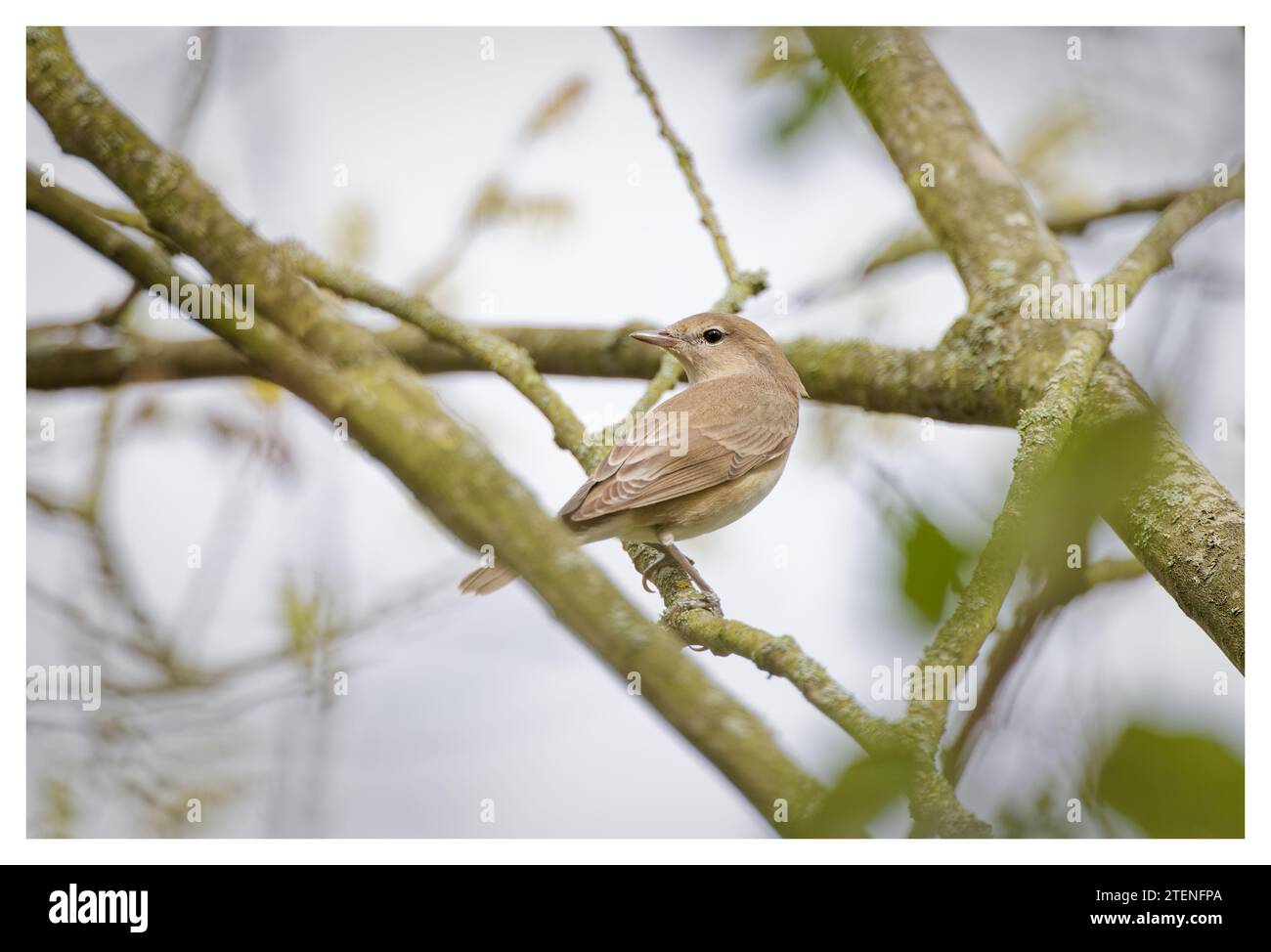 Garden Warbler perched in tree, UK Stock Photo