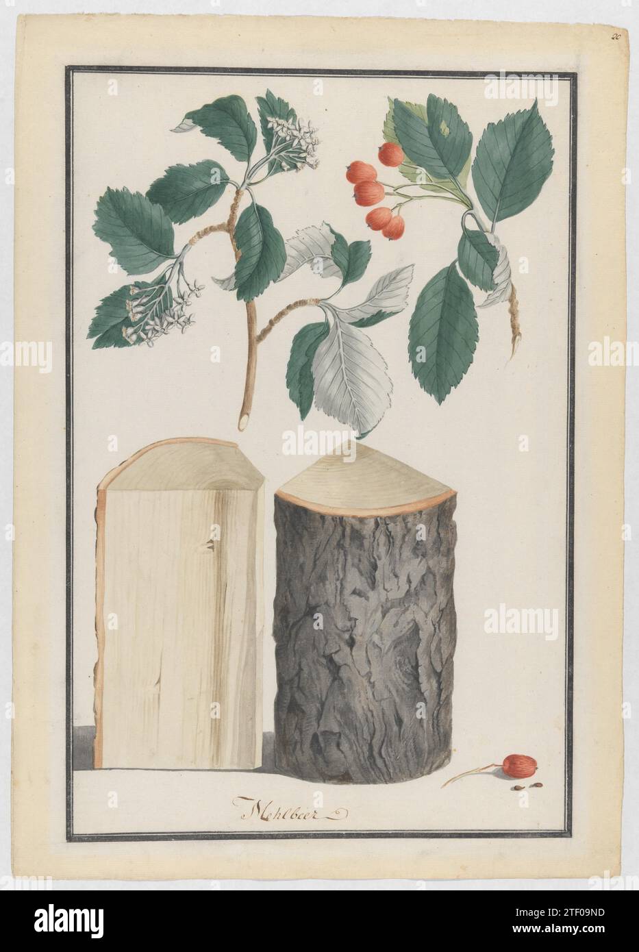 Studies of the leaves, blossoms, fruits and trunk of a whitebeam (Sorbus subgenus Aria) 2009 by Ludwig Pfleger Stock Photo