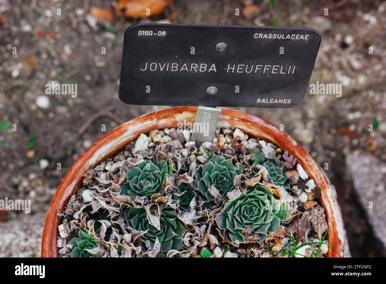 Jovibarba Heuffelii little green fresh plants with green leaves. Potted succulents in a clay pot. Succulent rosettes and plaque with a name of a plant Stock Photo