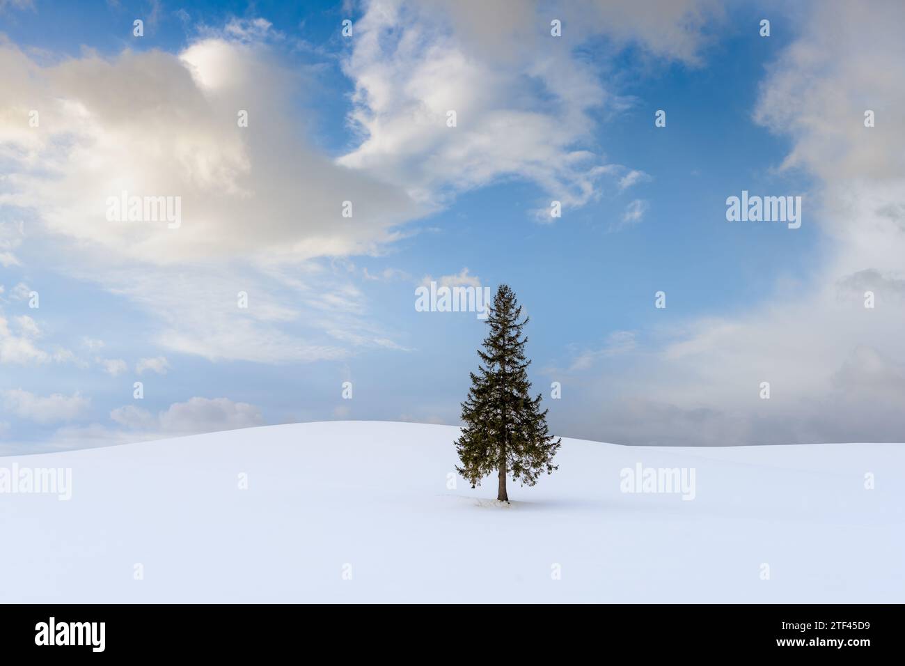 Biei, Japan at the Christmas Tree in winter on Panorama Road. Stock Photo