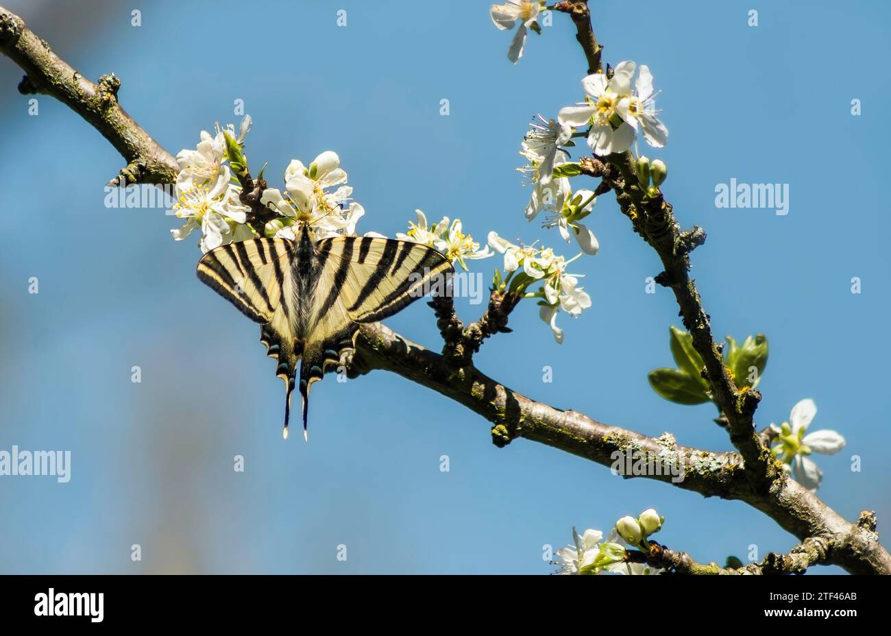 Yellow Swallowtail Butterfly on Spring Blossoms Stock Photo