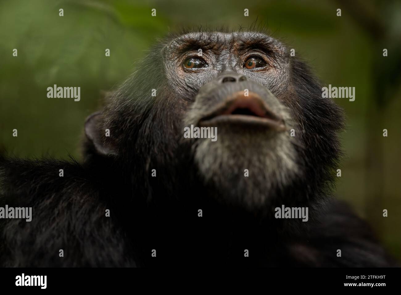 Chimpanzee portrait, close-up, Pan troglodytes, Kibale Forest National