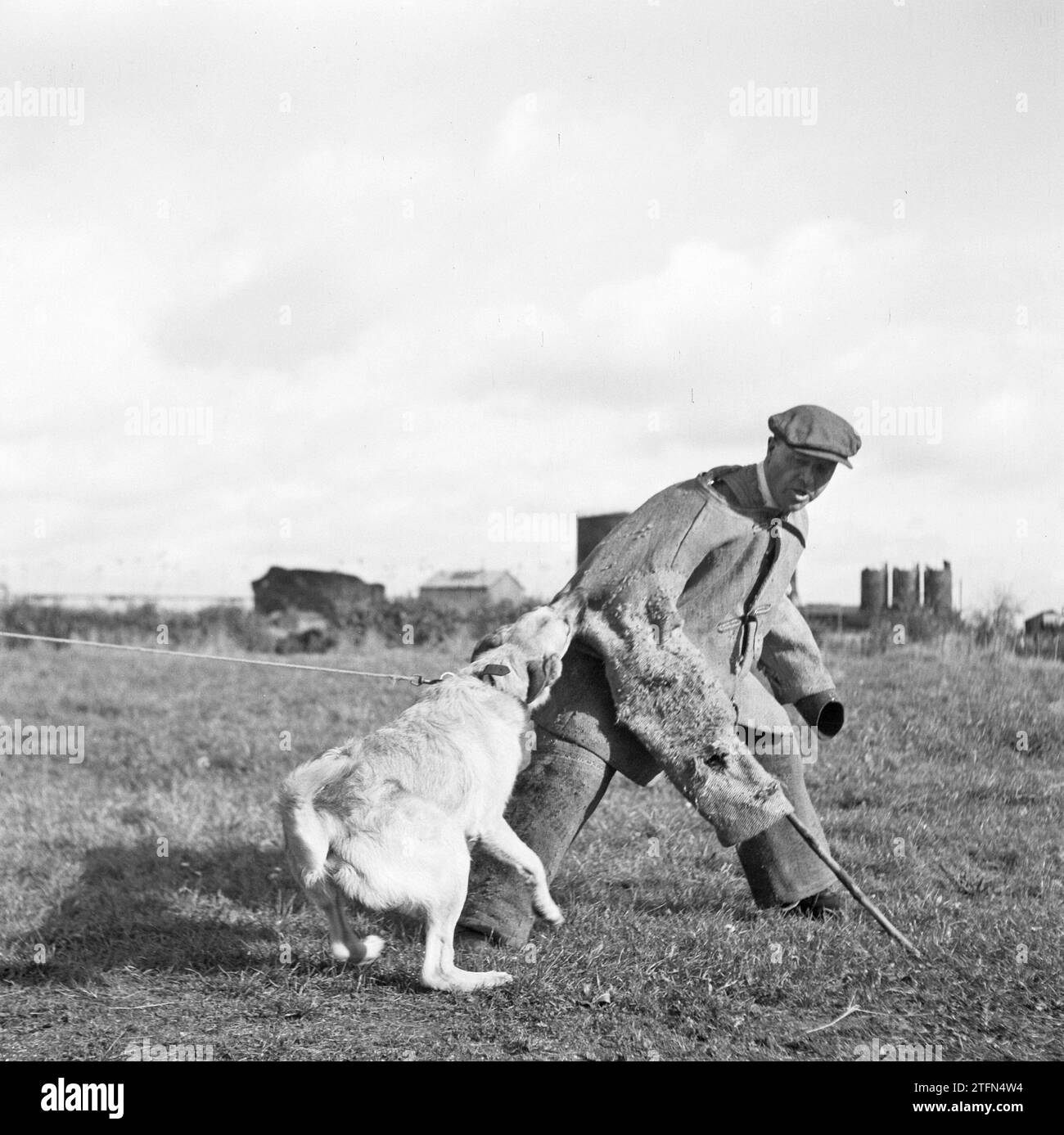 Man being attacked by a police dog during police dog training practice