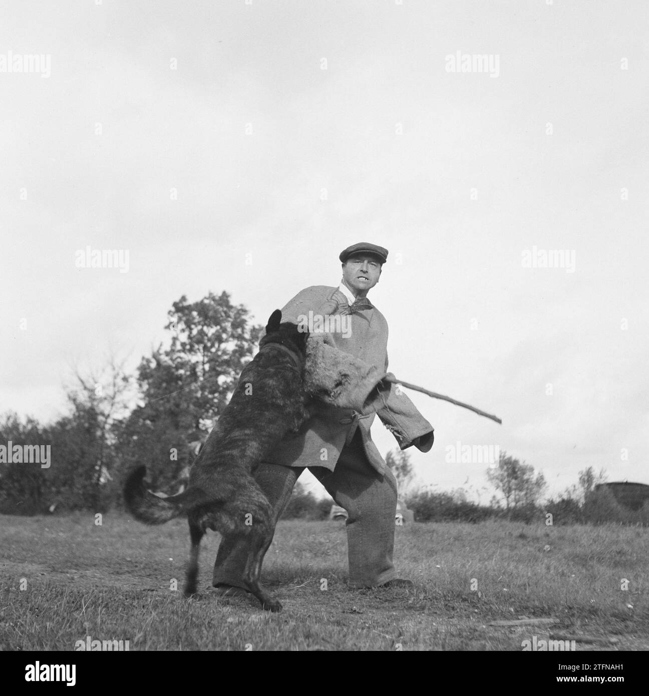 Man being attacked by a police dog during police dog training practice