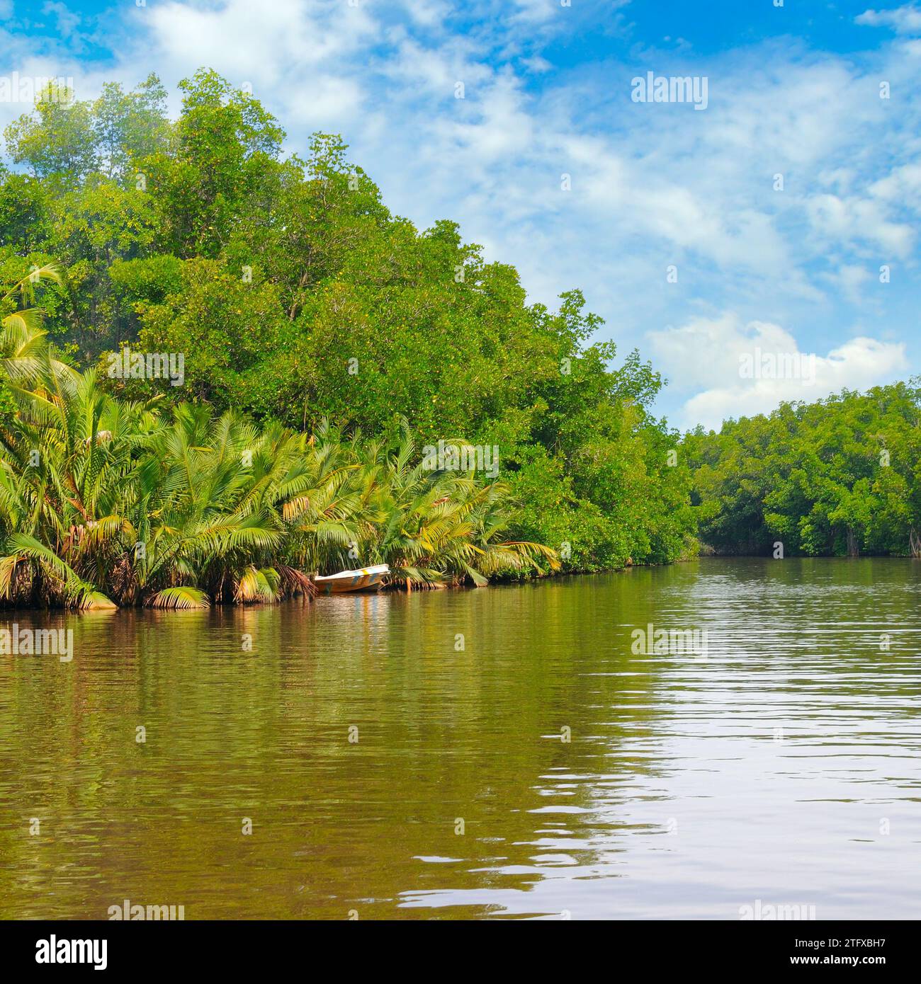 Gorgeous tall palm trees on hi-res stock photography and images - Alamy