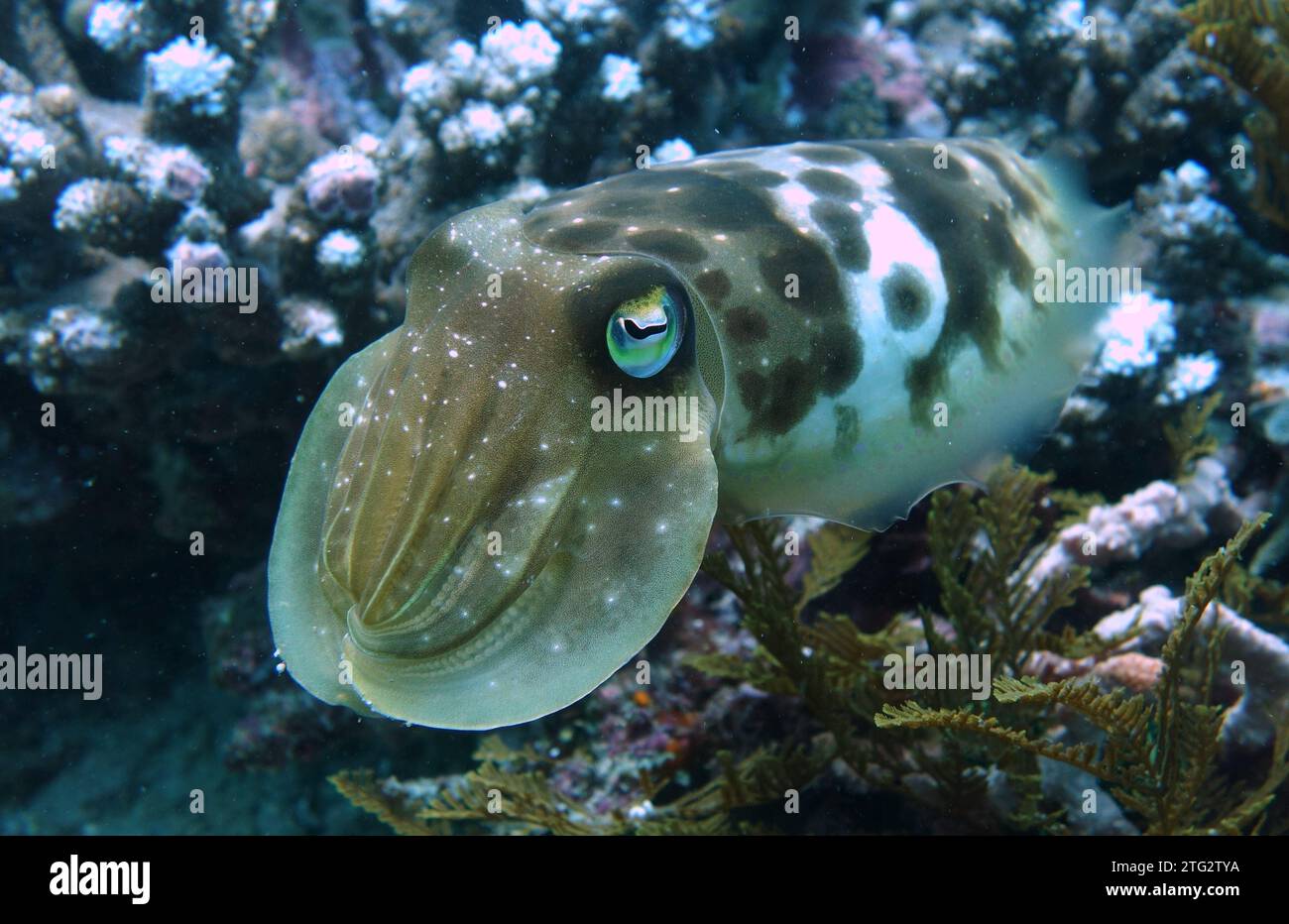 Cute Cuttlefish round Stock Photo