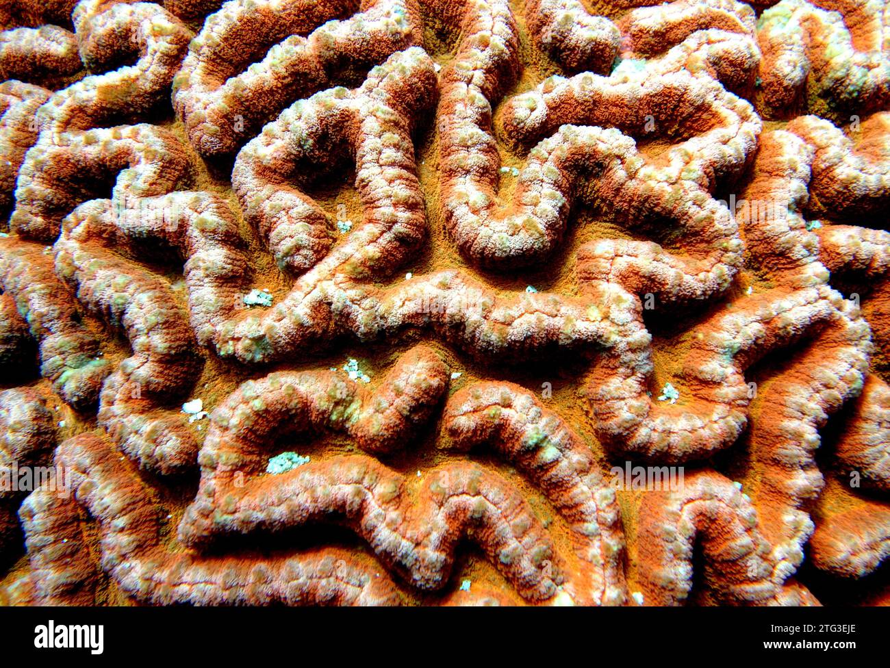 Orange Brain Coral Close Up Stock Photo