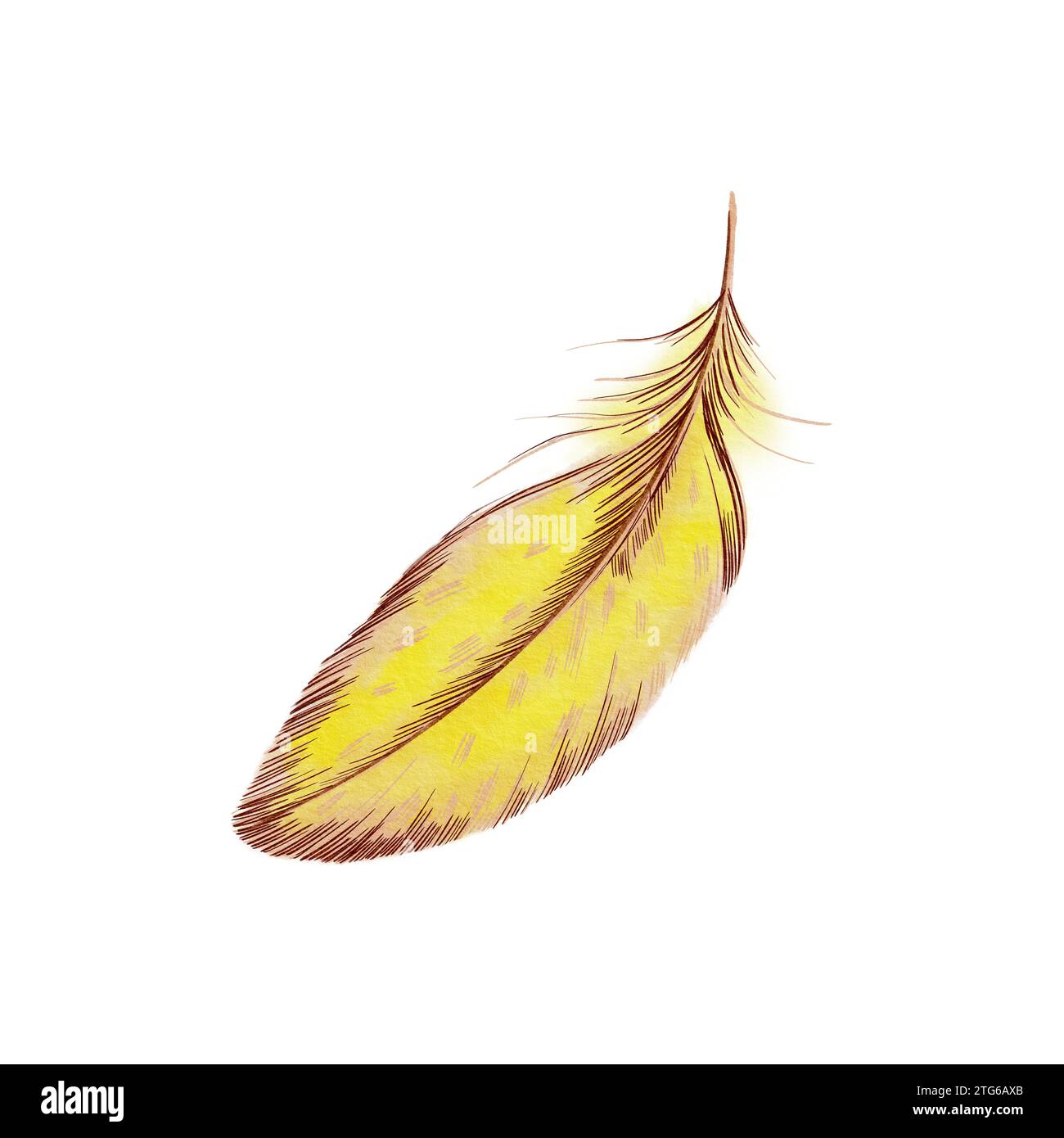 Bright yellow feathers hi-res stock photography and images - Alamy