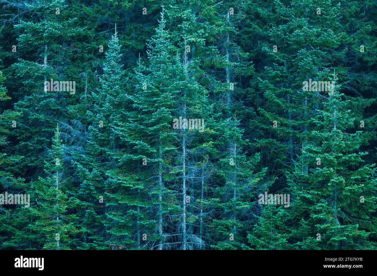 Balsam Fir (Abies balsamea) which is an evergreen tree growing in the West Canada Lake Wilderness Area in the Adirondack Forest Preserve in New York S Stock Photo