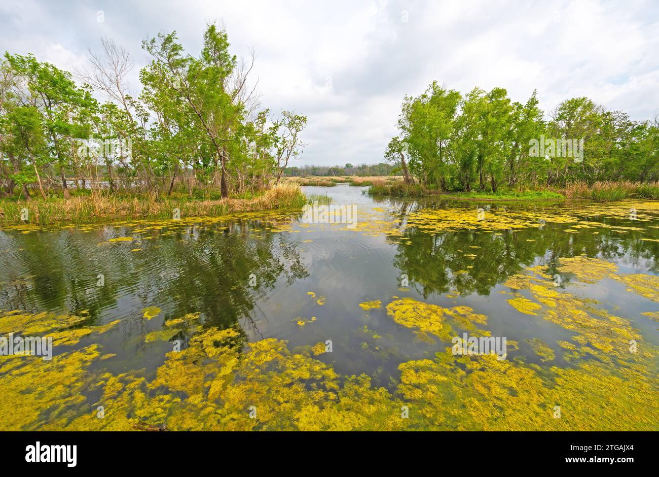 Colorful Bayou on a Warm Spring Day on Elm Lake in Brazos Bend State Park in Texas Stock Photo