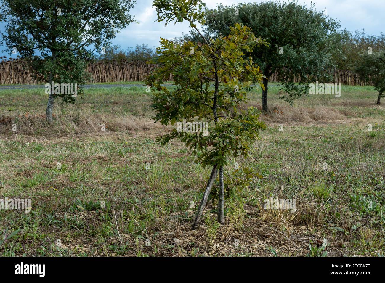 Truffle farm, cultivation of black winter Perigord truffles mushrooms