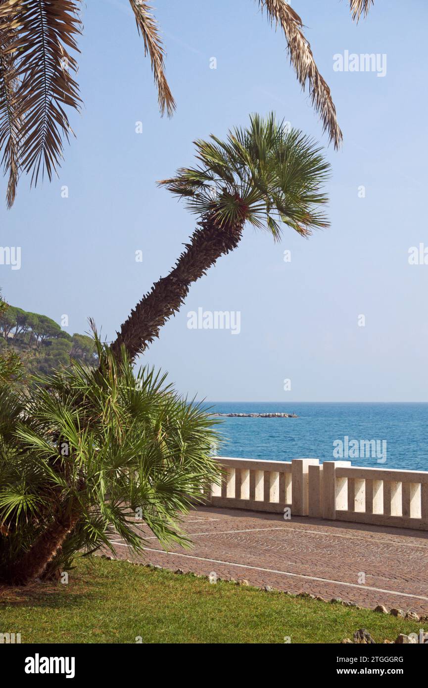 palmtree leaning over promenade, Celle Ligure, Riviera di Ponente, Liguria, Italy Stock Photo