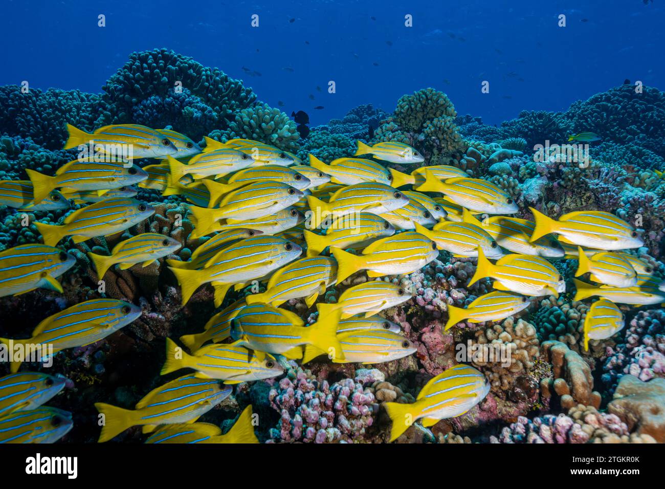 French Polynesia, Fakarava South, A school of Five-lined Snapper (Lutjanus quinquelineatus) Stock Photo