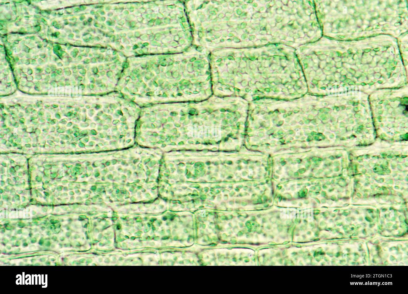 Chloroplats on Elodea cells. Photomicrograph. Stock Photo