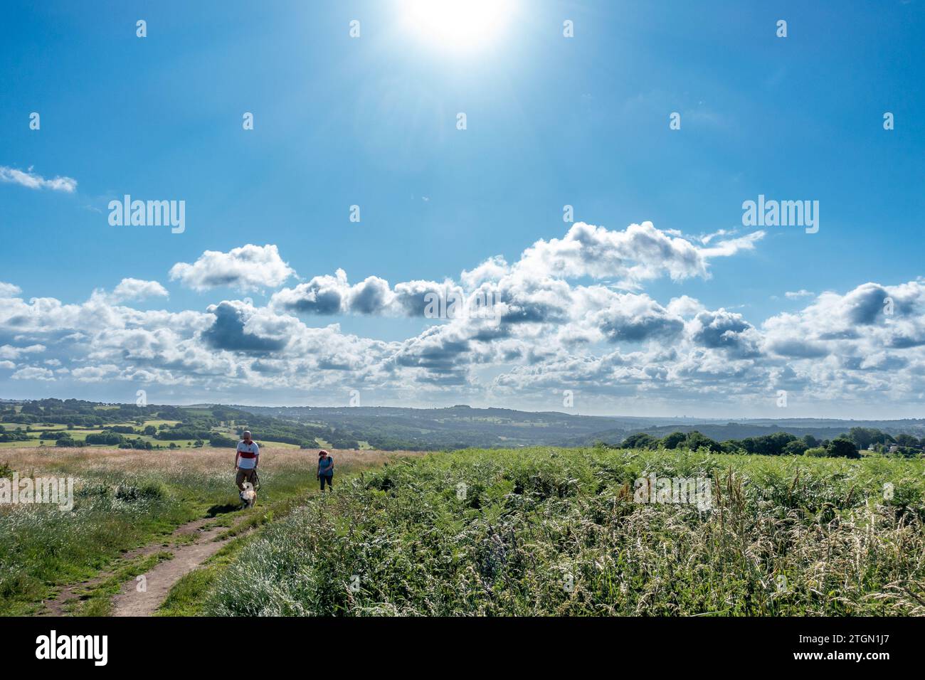 Two people walking a dog on Baildon Moor and carrying a poo bag in summer, West Yorkshire, England, UK Stock Photo