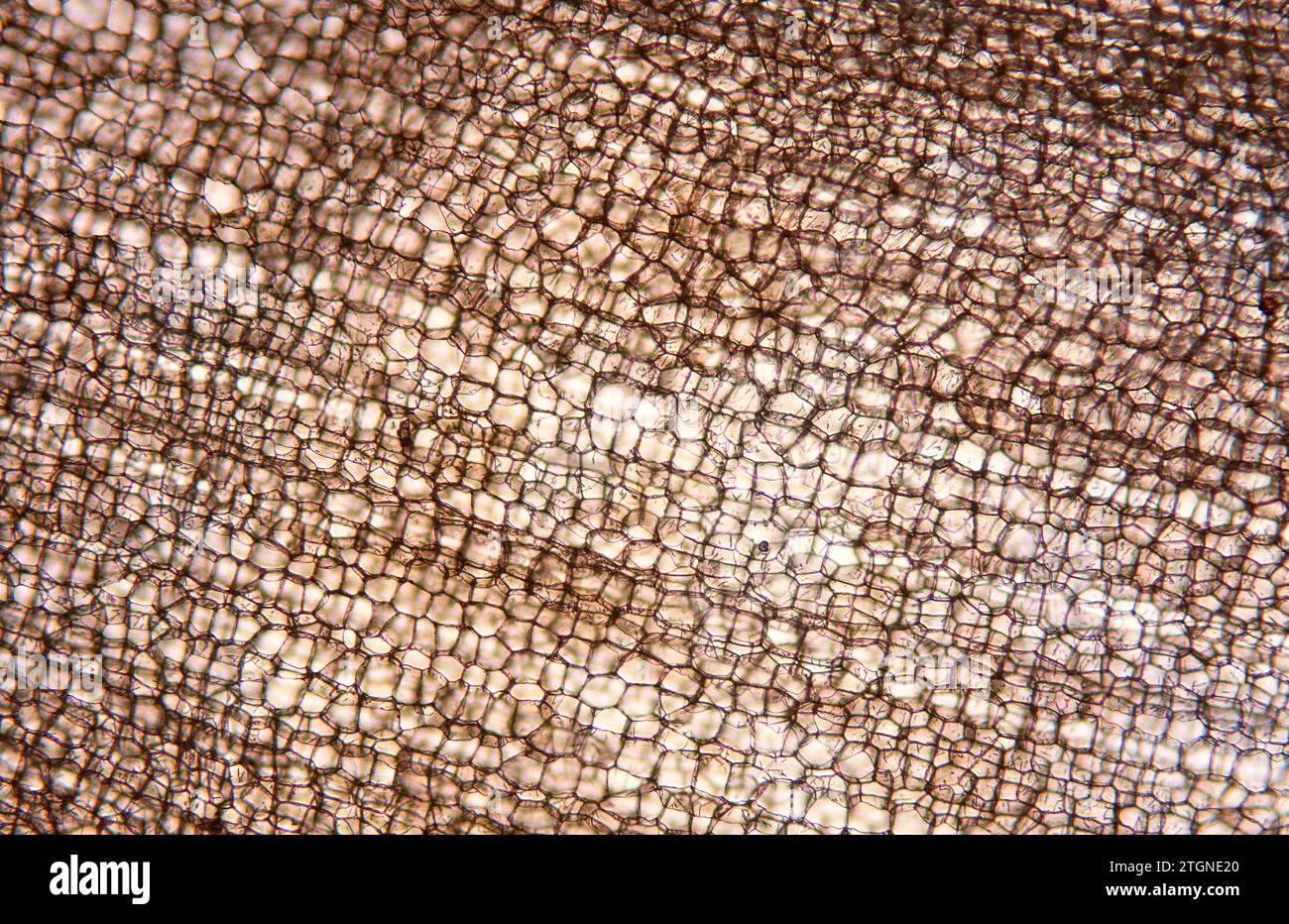 Cork or phellem layer is a protective plant tissue composed by dead cells covers of suberine. Quercus suber bark photomicrograph. Stock Photo